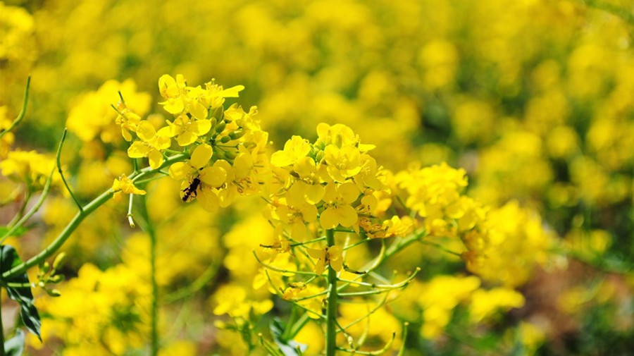 rape_flowers-013_副本.jpg